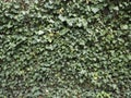 Green ivy hides wall. Natural background texture.