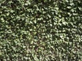 Green ivy hides wall. Natural background texture.