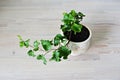 Green ivy house plant in beige ceramic pot Royalty Free Stock Photo