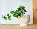Green ivy house plant in beige ceramic pot Royalty Free Stock Photo