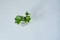 Green ivy house plant sprout in glass Royalty Free Stock Photo