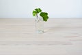 Green ivy house plant sprout in glass Royalty Free Stock Photo