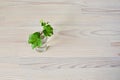 Green ivy house plant sprout in glass Royalty Free Stock Photo