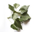 Green ivy isolated on white Royalty Free Stock Photo