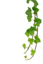 Green ivy isolated on white Royalty Free Stock Photo