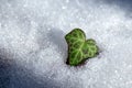 Green ivy leaf on spring snow Royalty Free Stock Photo