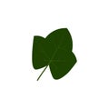Green ivy leaf vector illustration Royalty Free Stock Photo
