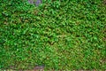 Green Ivy Leave Texture Background Royalty Free Stock Photo