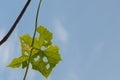 Green ivy leaves on beautiful blue sky background for copy space Royalty Free Stock Photo