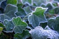 Green ivy leaves covered with frost Royalty Free Stock Photo