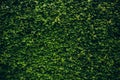 Green ivy leaves covered the wall. Background of natural wood fence for design artwork. advertising, postcard Royalty Free Stock Photo