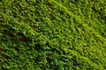 Green ivy leaves covered the wall. Background of natural wood fence for design artwork. advertising, postcard Royalty Free Stock Photo