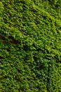 Green ivy leaves covered the wall. Background of natural wood fence for design artwork. advertising, postcard Royalty Free Stock Photo