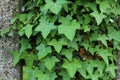 Green ivy leaves covering a concrete wall. Royalty Free Stock Photo