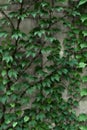 Green ivy leaves covering a grey concrete wall, green house facade exterior Royalty Free Stock Photo