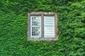 Green ivy leaves growing around the old square window Royalty Free Stock Photo