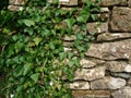 Ivy growing on a dry stone wall Royalty Free Stock Photo