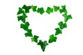 Green ivy leaves in a heart shape on white background.