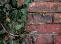 Red old brick wall with green ivy leaves background Royalty Free Stock Photo