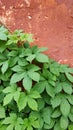 Green ivy leaves on old red wall. Royalty Free Stock Photo