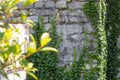Green ivy leaves on old stone wall. Eco-style hedge. Royalty Free Stock Photo