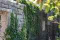 Green ivy leaves on old stone wall. Eco-style hedge. Royalty Free Stock Photo