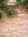 Green ivy leaves over brick wall Royalty Free Stock Photo