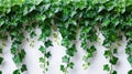 Green ivy leaves pattern on white wall background Royalty Free Stock Photo