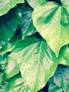 Green ivy leaves after rain Royalty Free Stock Photo