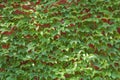 Green ivy leaves on a red wall background. Nature background Royalty Free Stock Photo