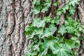 Green ivy leaves on the tree bark Royalty Free Stock Photo