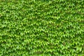Green ivy leaves wall Royalty Free Stock Photo