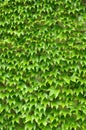 Green ivy leaves wall Royalty Free Stock Photo