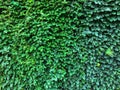 Green ivy leaves wall background. nature texture plants. Natural decoration plant Royalty Free Stock Photo