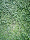 Green ivy leaves wall fence background. Garden decoration Royalty Free Stock Photo