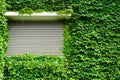 Green ivy leaves wall and metal roller shutter Royalty Free Stock Photo