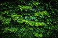 Green ivy leaves wall texture background with copy space for text or image. Royalty Free Stock Photo