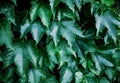 Green ivy leaves on wall Royalty Free Stock Photo