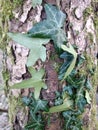 green ivy leavesc and moss on the tree on the spring Royalty Free Stock Photo