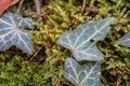 Green ivy on a mossy tree trunk inside the forest