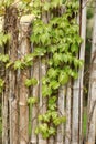 Green ivy on the old bamboo fence, bamboo fence overgrown with ivy. Royalty Free Stock Photo