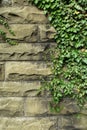 Green ivy on old stone wall Royalty Free Stock Photo