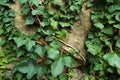 Green ivy on old stone wall Royalty Free Stock Photo