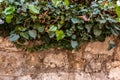 Green ivy on the old stone wall. Natural background Royalty Free Stock Photo