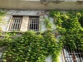 Green ivy on the old stone wall Royalty Free Stock Photo