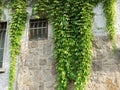 Green ivy on the old stone wall Royalty Free Stock Photo