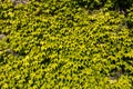 Green ivy on the old wall Royalty Free Stock Photo