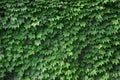 Green ivy on old wall