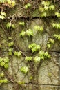 Green ivy on the old wall, old wall overgrown with ivy Royalty Free Stock Photo