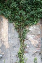 green ivy, old wall Royalty Free Stock Photo